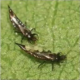 狗牙花虫害如何根除？