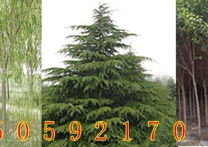 南京大规格雪松7米8米9米，雪松价格不一样