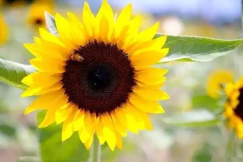 太阳花修剪最佳时期：畜牧领域如何抓住季节优势？