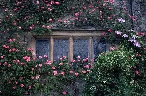 适合河南室外种植的花卉