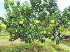 代森锰锌喷果树时有哪些禁忌需要注意，避免对果树造成伤害？