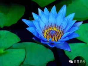 睡莲的故事，听听我给你讲