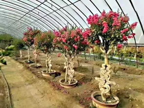 多种规格绿化苗木， 满足不同需求