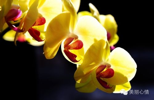 蝴蝶兰种子发芽， 需要时间和技巧