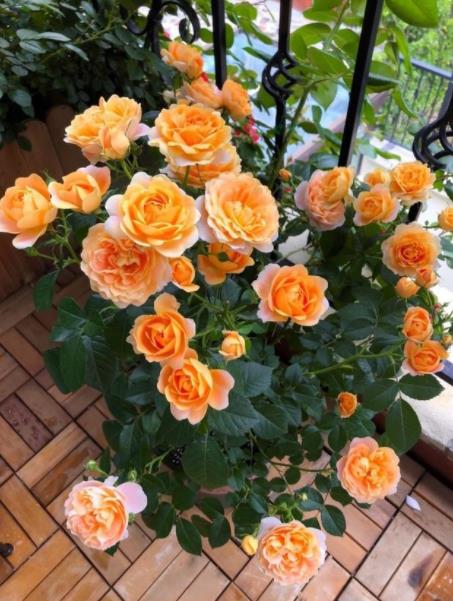 月季苗选购攻略：如何挑出健康好苗