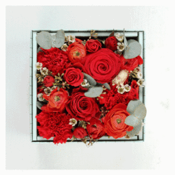 女王玫瑰：绽放的尊贵与威严，探索花语中的女王魅力