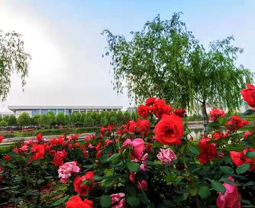 南阳月季展盛会，精彩不断，我们来堪堪吧！