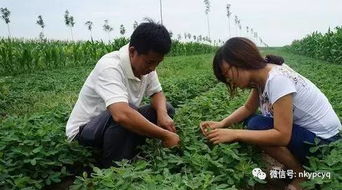 适时控旺， 防范早衰