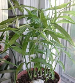 不同品种的竹子发芽速度