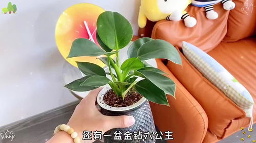 花卉网站与网卖花卉平台