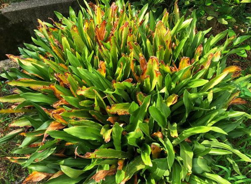 风水家里适合养什么植物？这些植物招财纳福必备