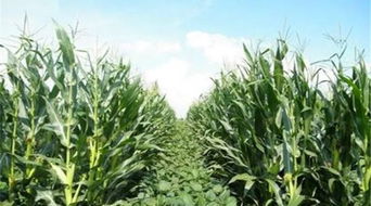 第一步：种子得选好