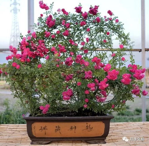 月季花，便宜又好养