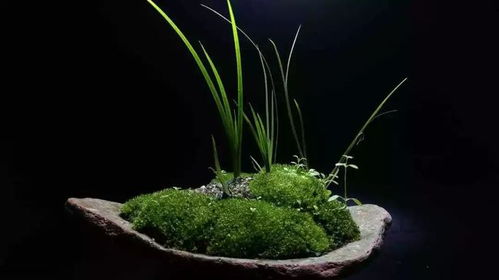 光照与水分， 菖蒲健康成长的秘诀