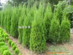 惯与刚移栽的白皮松，什么时候浇水比较好？