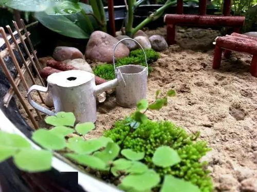 盆栽沙土坚硬，如何轻松松土呢