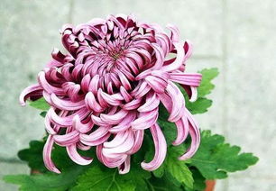 花园里的五彩斑斓