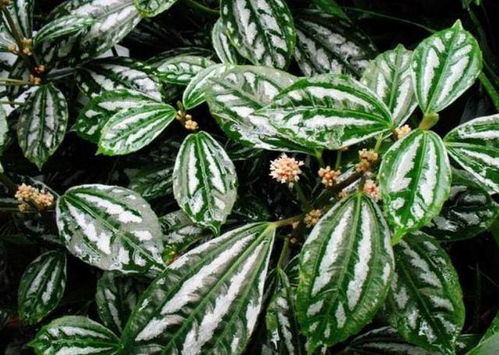 巴拿马冷水花养殖指南及成本分析