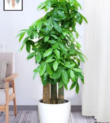 请问有哪些寓意好的植物名字，可以带来好运和吉祥