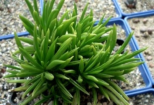 浇水方法：给小肉肉喝饱水， 但别让它泡在水里