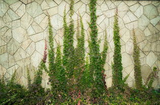 工地围墙，爬山虎助力绿化