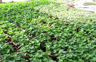 为什么瑞典常春藤不建议养