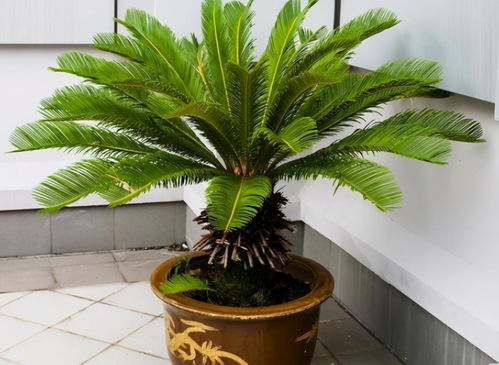 家里铁树开花是吉兆吗？各地说法各异