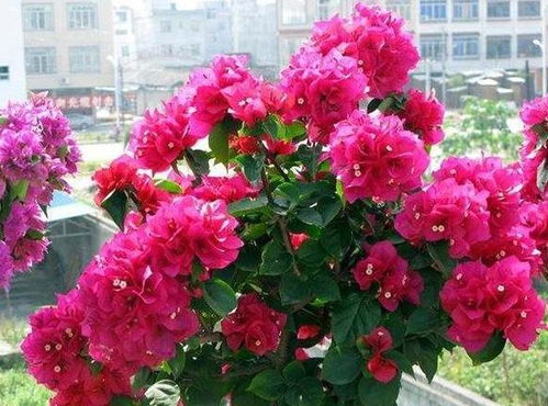 芍药盆栽如何养殖？土壤和光照条件有哪些要求