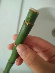 没长根的富贵竹怎么养？如何让它快速生根发芽