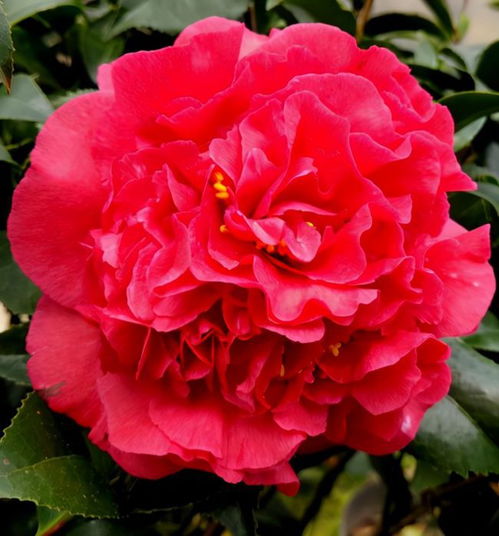 牡丹花与月季花相似，但它们的花瓣、花色和香气有何不同
