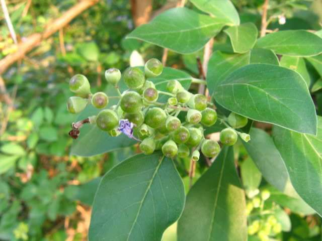 一、 石斛：传说中的药中黄金