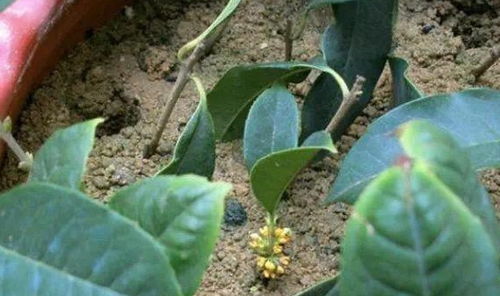 云香花扦插技巧：何时进行，以提升畜牧生产效率？