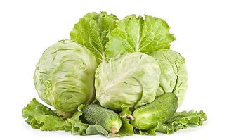 包菜：四季皆宜的佳肴