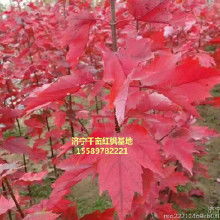 红枫基地，面积大得不得了