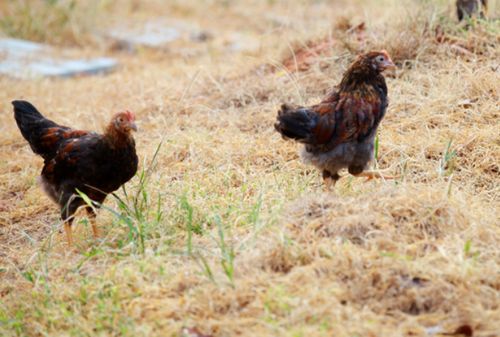 肉鸡饲料中添加油脂的目的是什么？添加油脂时应注意哪些事项？