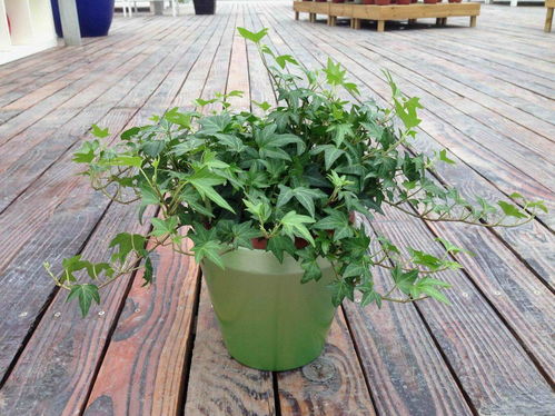 室内常春藤养护全攻略