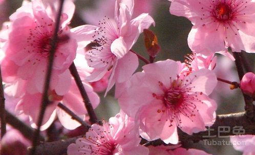 种植梅花的注意事项