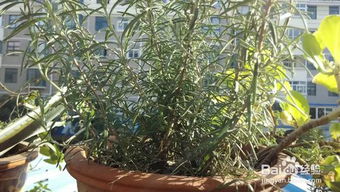 “迷迭香种植全攻略中，如何轻松养活迷迭香并防止其枯萎