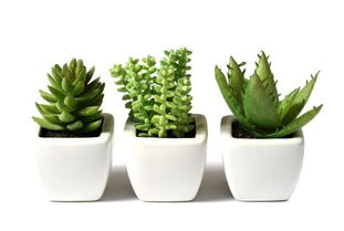 改良盐碱地， 种植耐盐碱植物是关键