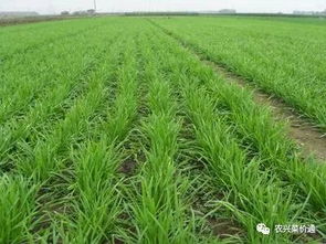 雪里蕻：冬天的美味