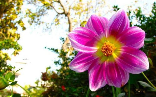 一、 花儿的气候适应性