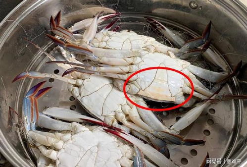 梭子蟹选肥秘诀：壳硬、色泽鲜、蟹脚有力
