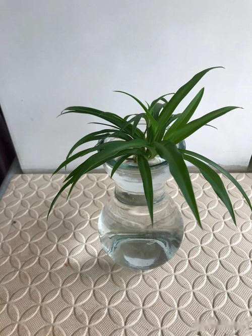 想养发财树？试试水培方法