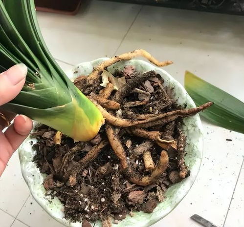 君子兰烂根怎么办？快速生根有诀窍