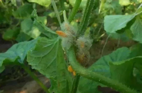 如何识别花叶兰灰霉病