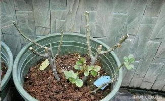 使用配制液， 延长月季花期