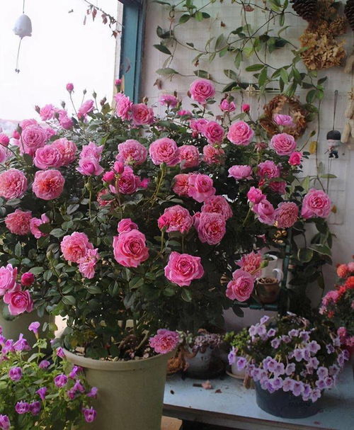 修剪：剪剪枝， 长得梗好