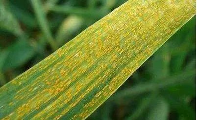 综合防治：农药和生物防治一起上？