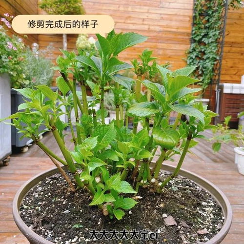 冬天花瓣草如何浇水？避免冻伤