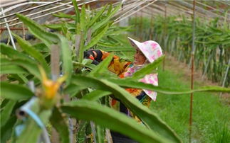 合肥成功试种大棚早熟莲藕，探索新型农业种植模式